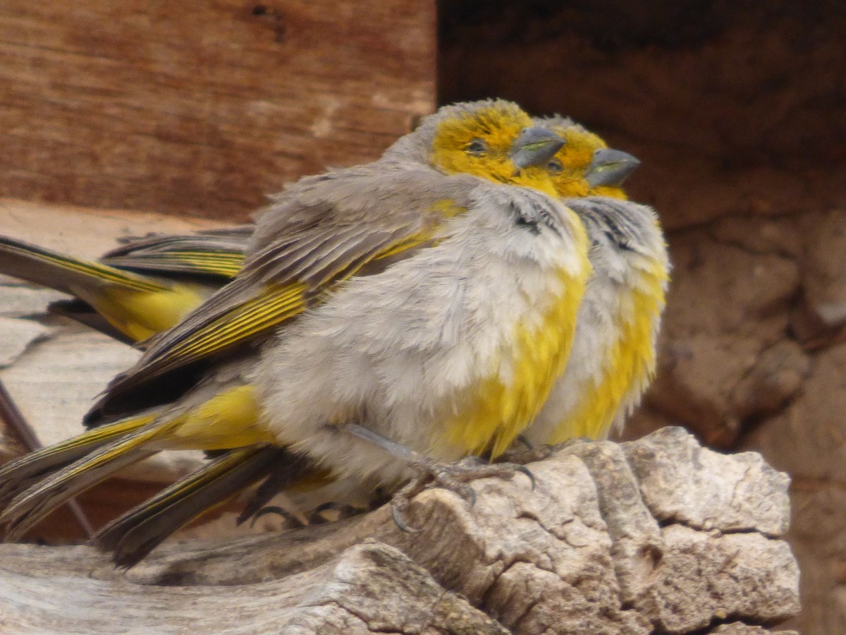 Citron-headed Yellow-Finch - Gaspar Borra