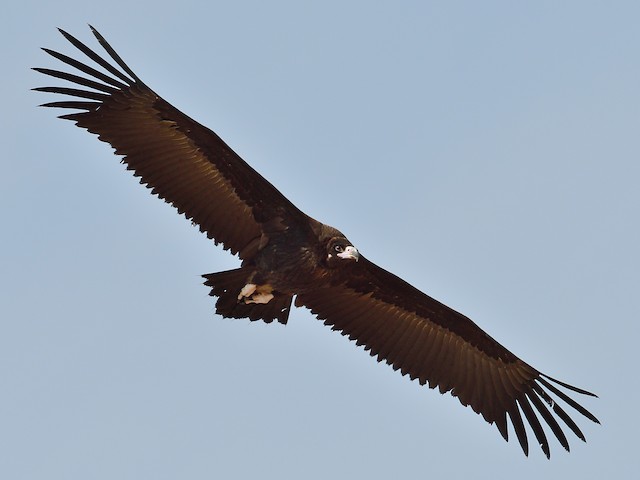  - Cinereous Vulture - 