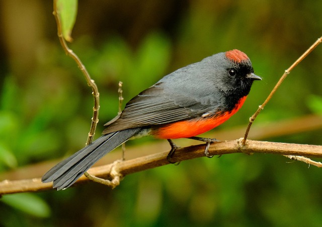 Adult lateral view (subspecies <em class="SciName notranslate">miniatus</em>). - Slate-throated Redstart - 