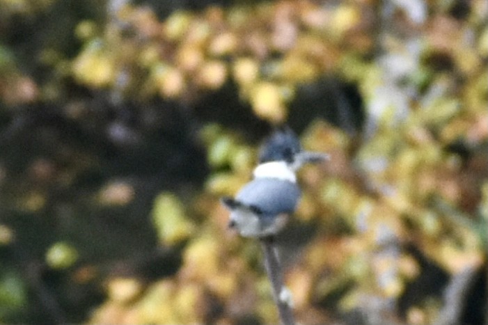 Belted Kingfisher - ML374414641
