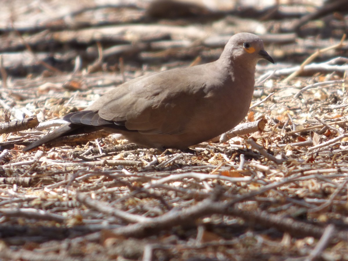 Black-winged Ground Dove - Gaspar Borra