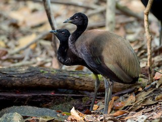  - Dark-winged Trumpeter