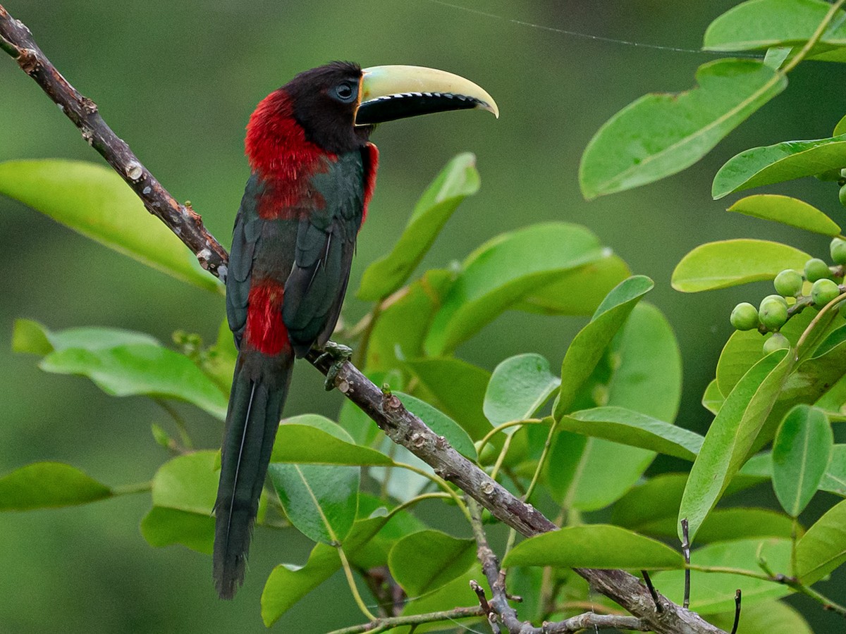 Red-necked Aracari - eBird