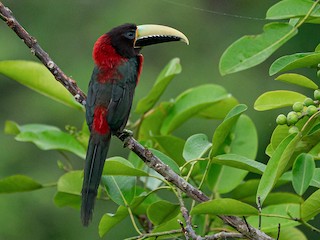  - Red-necked Aracari