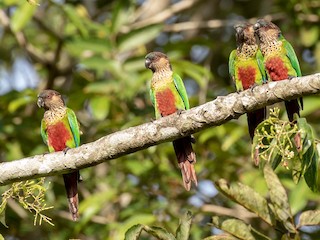  - Santarem Parakeet (Madeira)