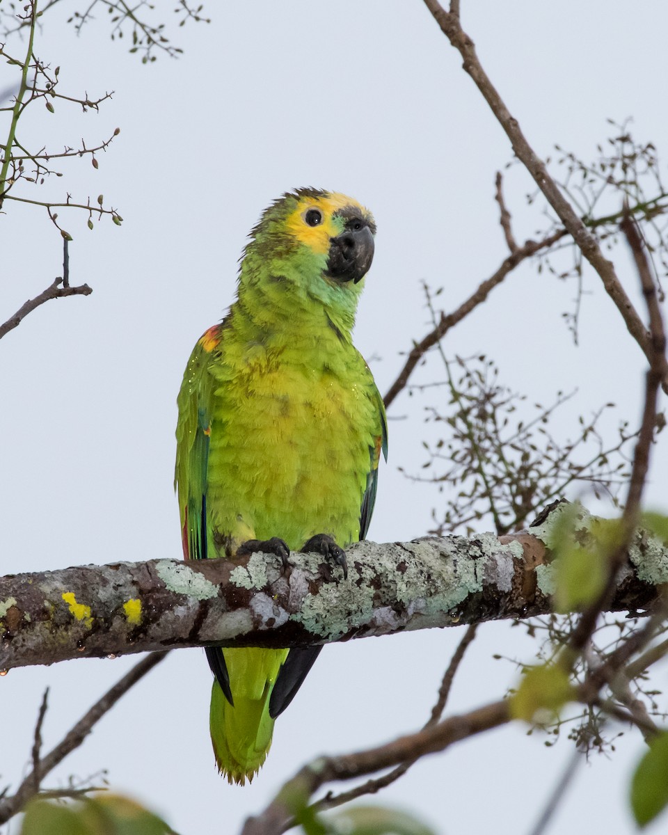 Turquoise-fronted Parrot - ML37442261