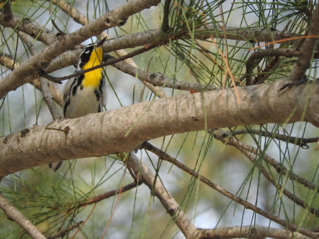 Yellow-throated Warbler - Osvaldo Balderas San Miguel