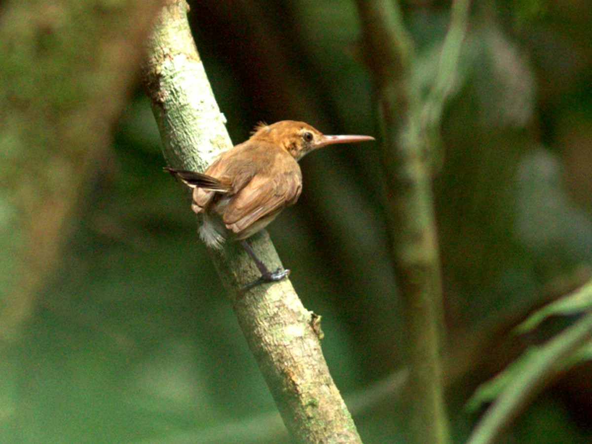 Chattering Gnatwren - Ramphocaenus sticturus - Birds of the World