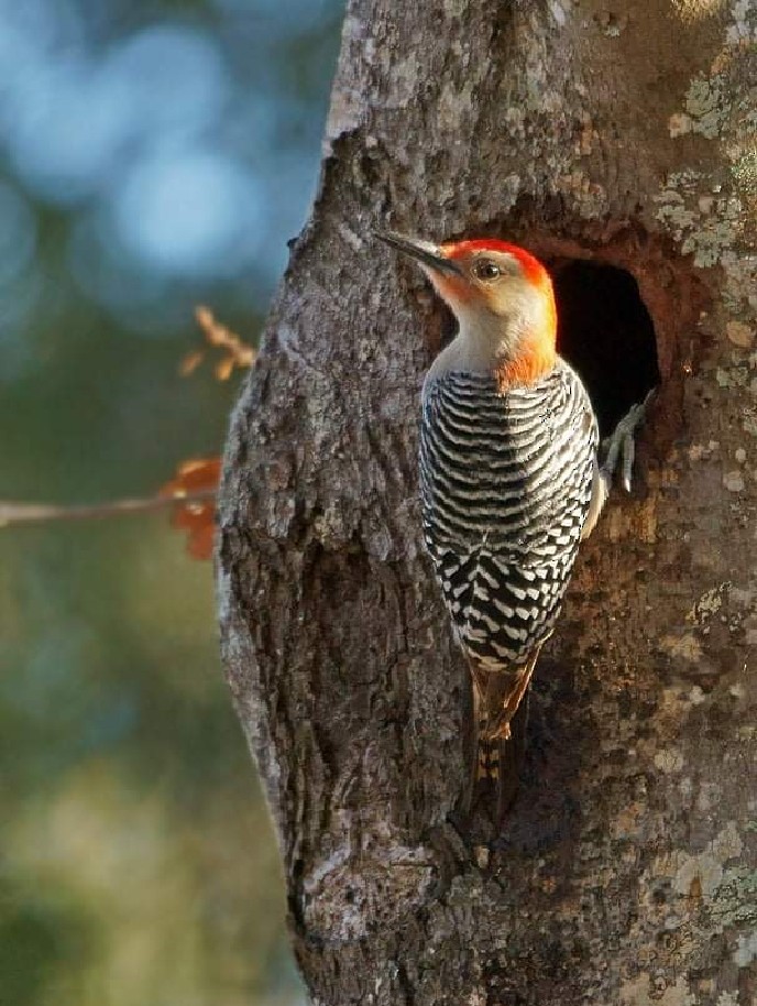 Red-bellied Woodpecker - ML374426111
