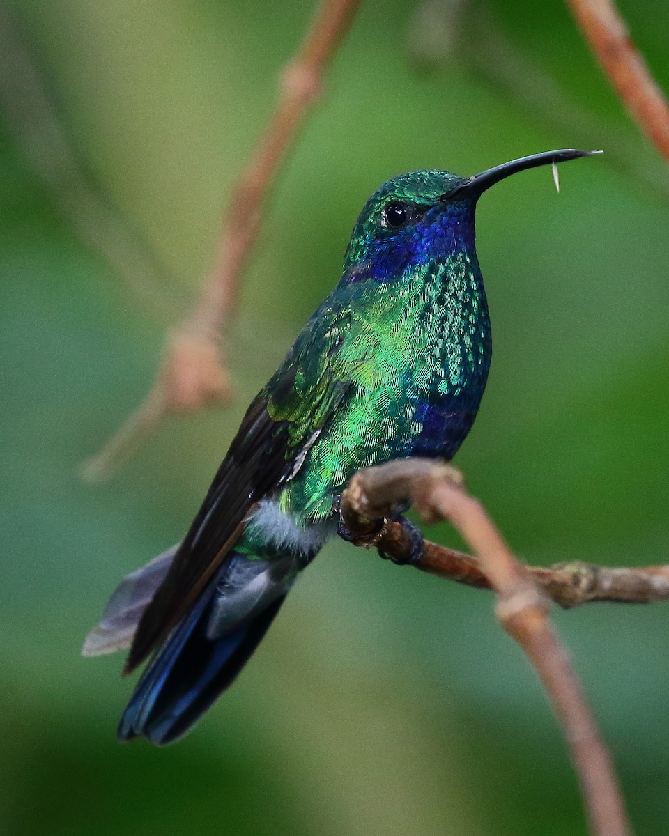 kolibřík modrolící - ML37442901