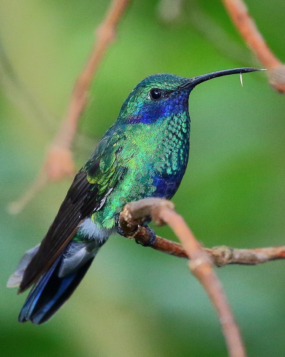 kolibřík modrolící - ML37442931