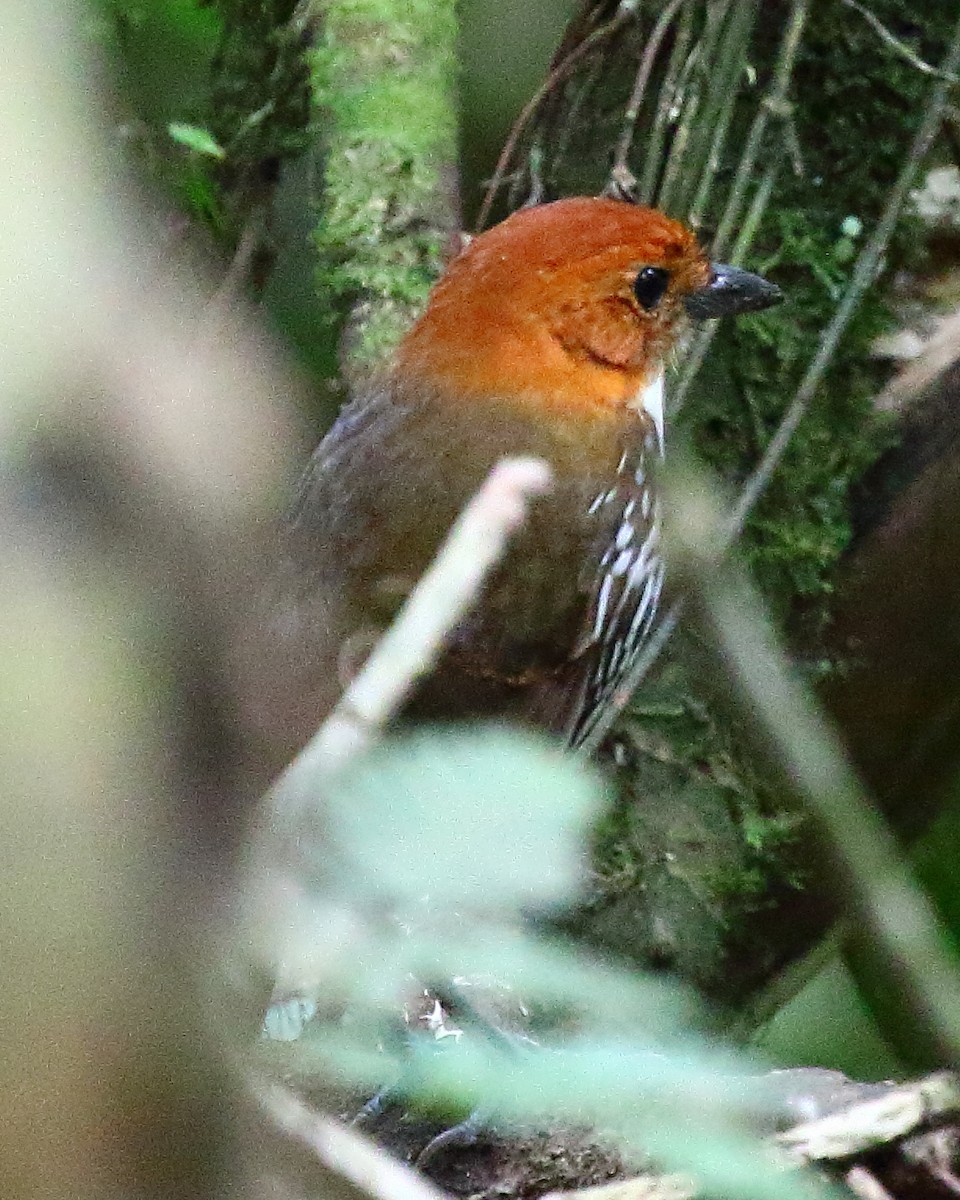 Chestnut-crowned Antpitta - Ryan Candee