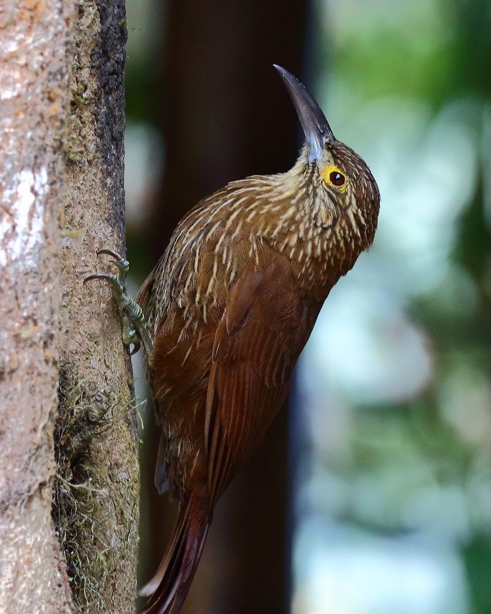 Strong-billed Woodcreeper - Ryan Candee