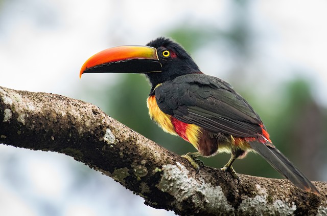 Fiery-billed Aracari - eBird