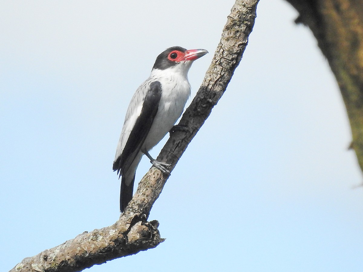 Black-tailed Tityra - Tityra cayana - Birds of the World