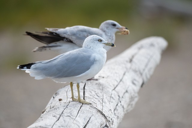 Ring-billed Gull