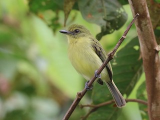  - Yellow-breasted Flycatcher
