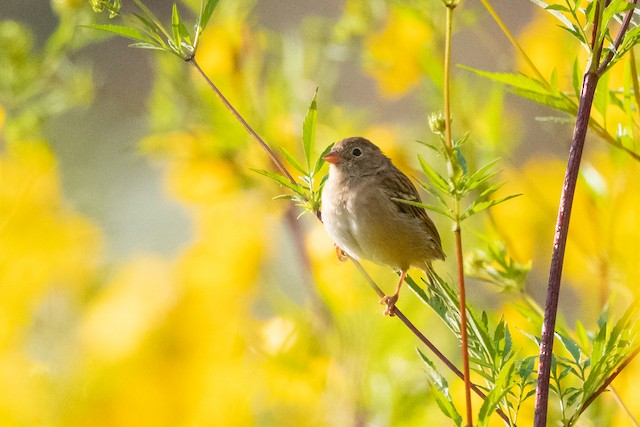 Field Sparrow