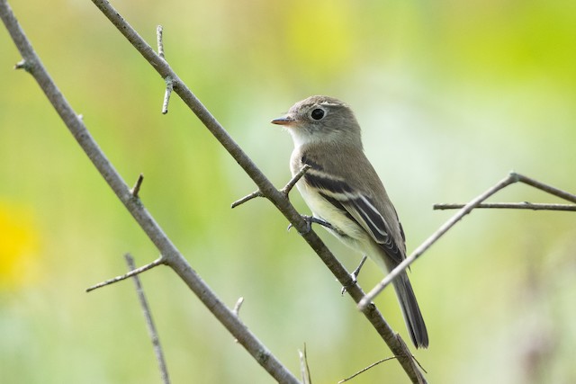 Least Flycatcher