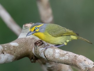  - Slaty-capped Shrike-Vireo