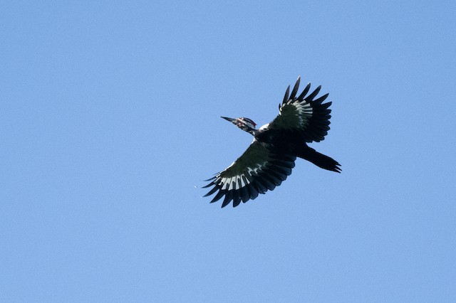 Pileated Woodpecker