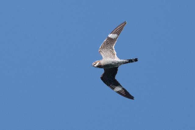 Common Nighthawk