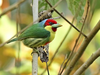  - Versicolored Barbet