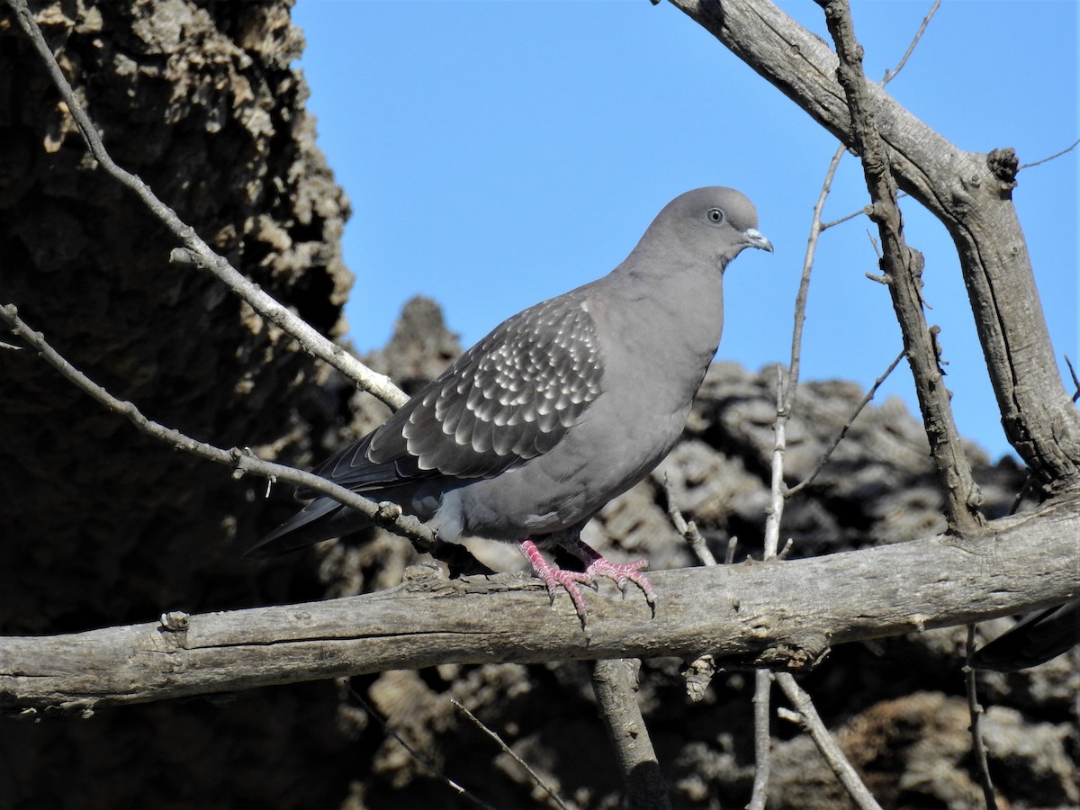 Spot-winged Pigeon - Pablo Alejandro Pla