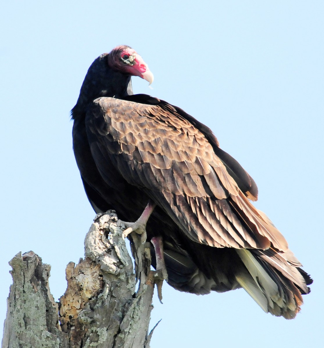 Turkey Vulture - Kurt Hennige