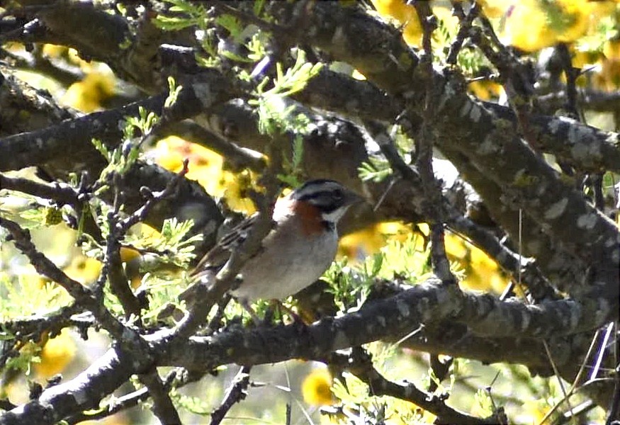 Rufous-collared Sparrow - ML374445501
