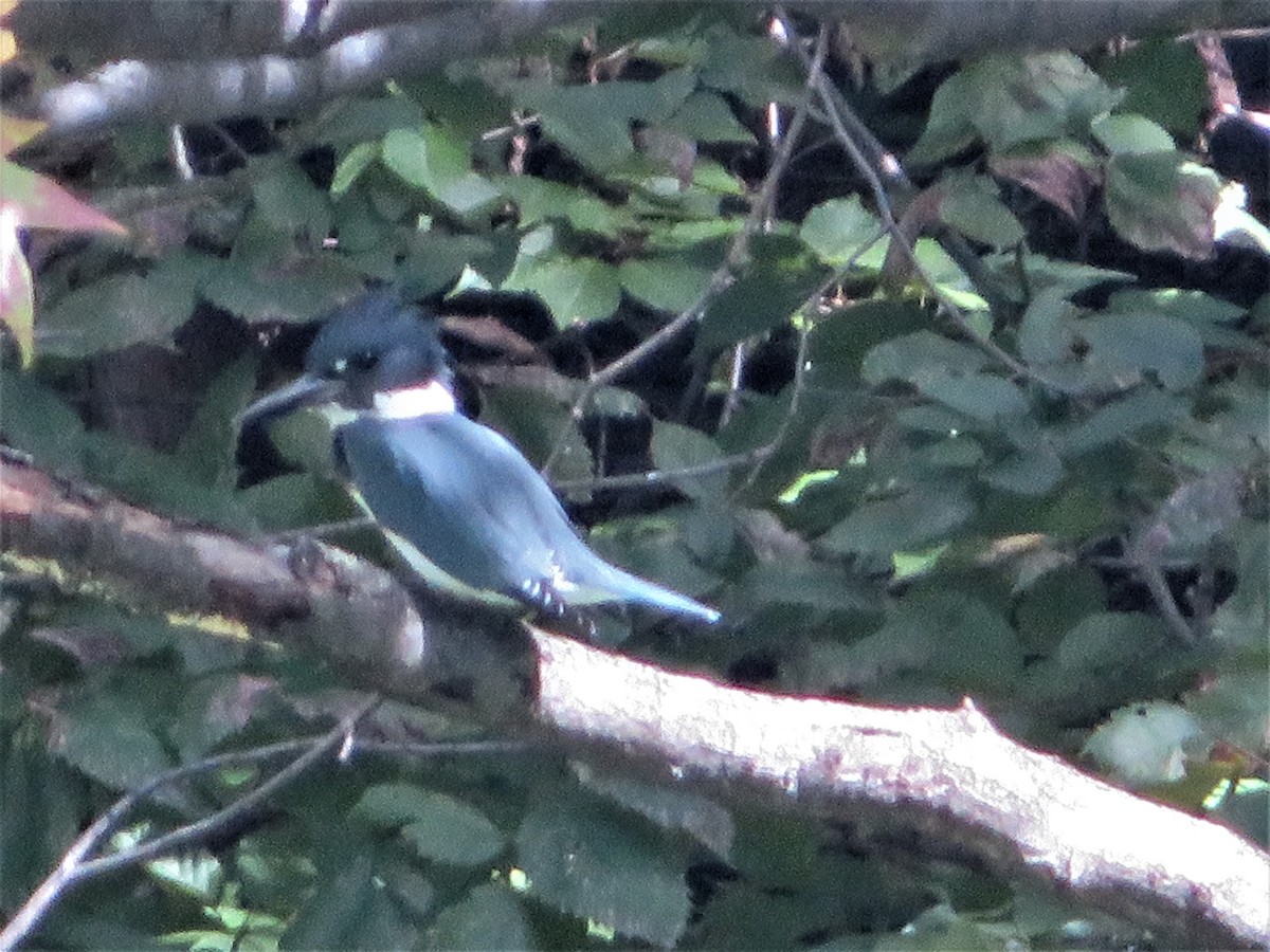 Belted Kingfisher - ML374446821