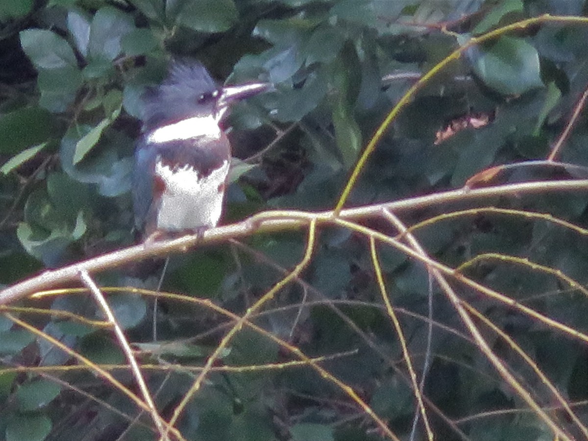 Belted Kingfisher - ML374447011