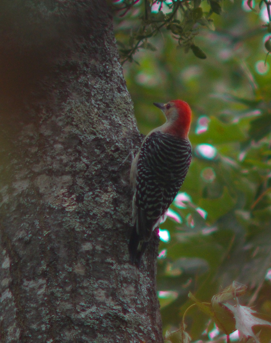 Red-bellied Woodpecker - Jacob Flynn
