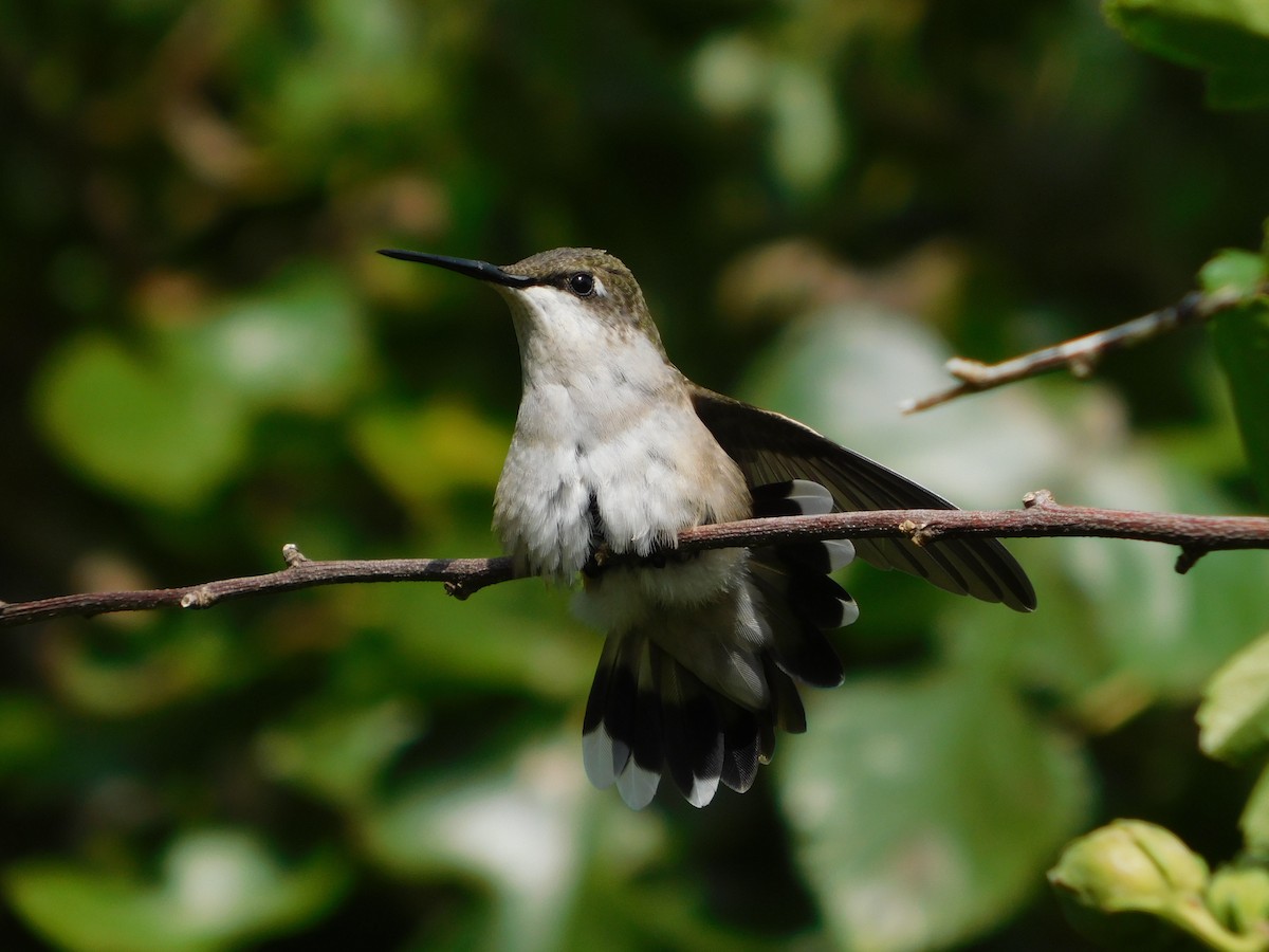 Ruby-throated Hummingbird - Curtis Stewart