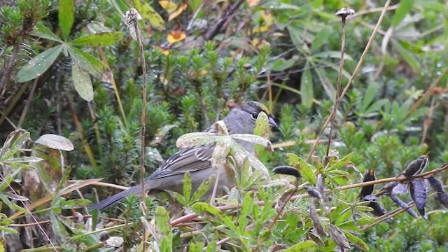 Golden-crowned Sparrow - ML374456511