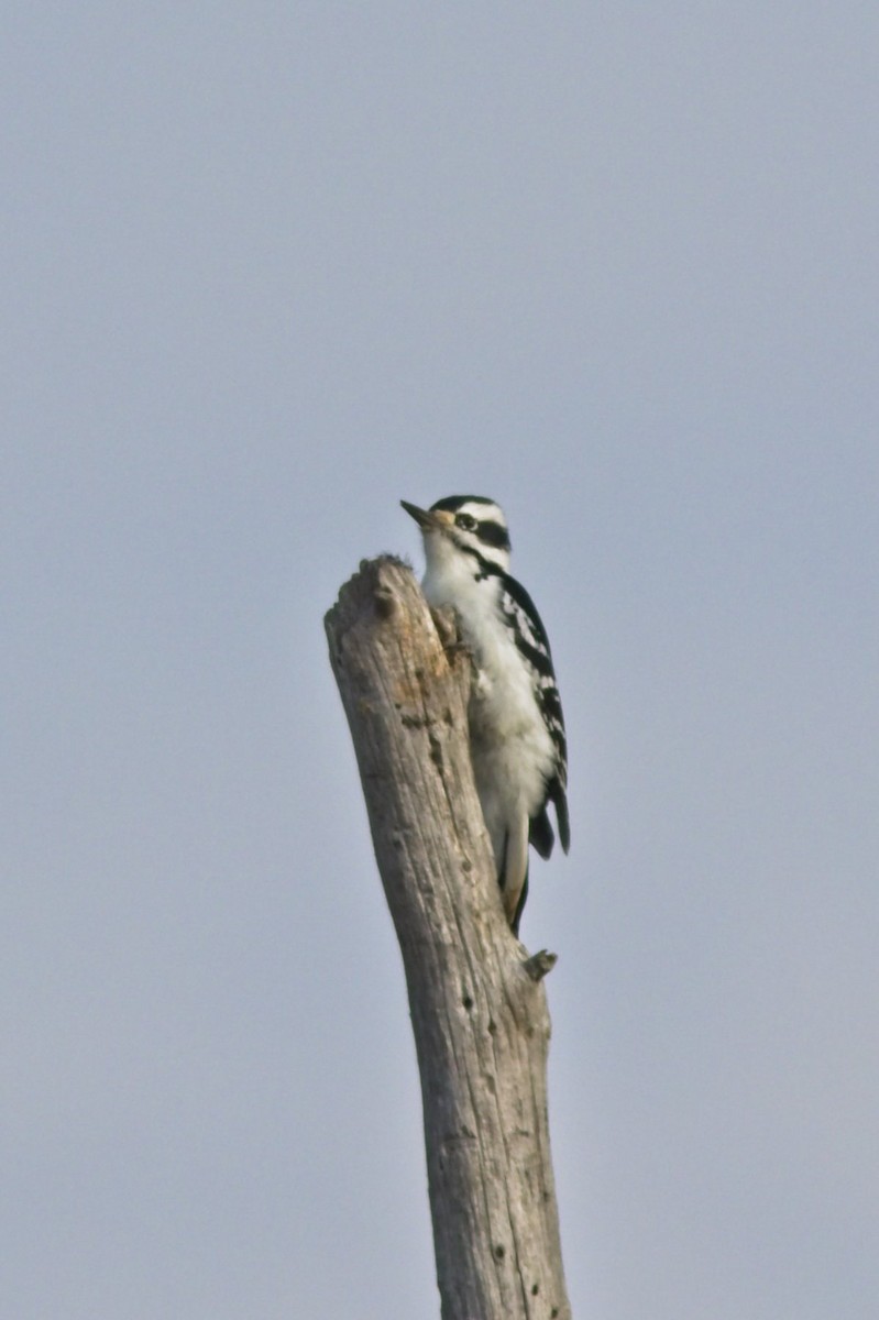 Hairy Woodpecker - ML374462011