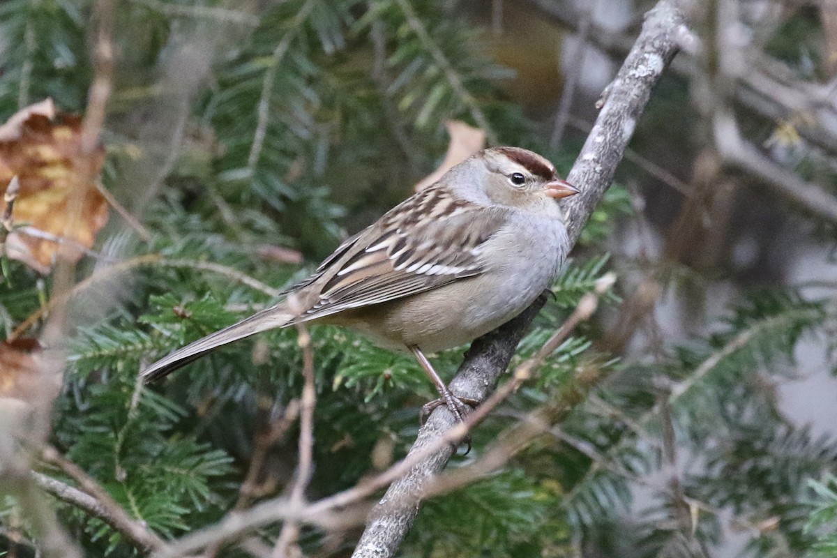 White-crowned Sparrow - ML374463361
