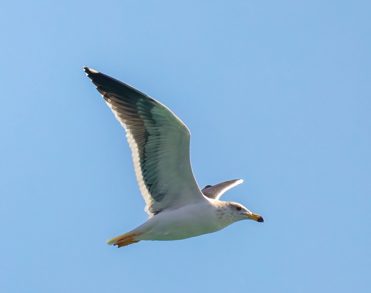 Yellow-footed Gull - ML374471931