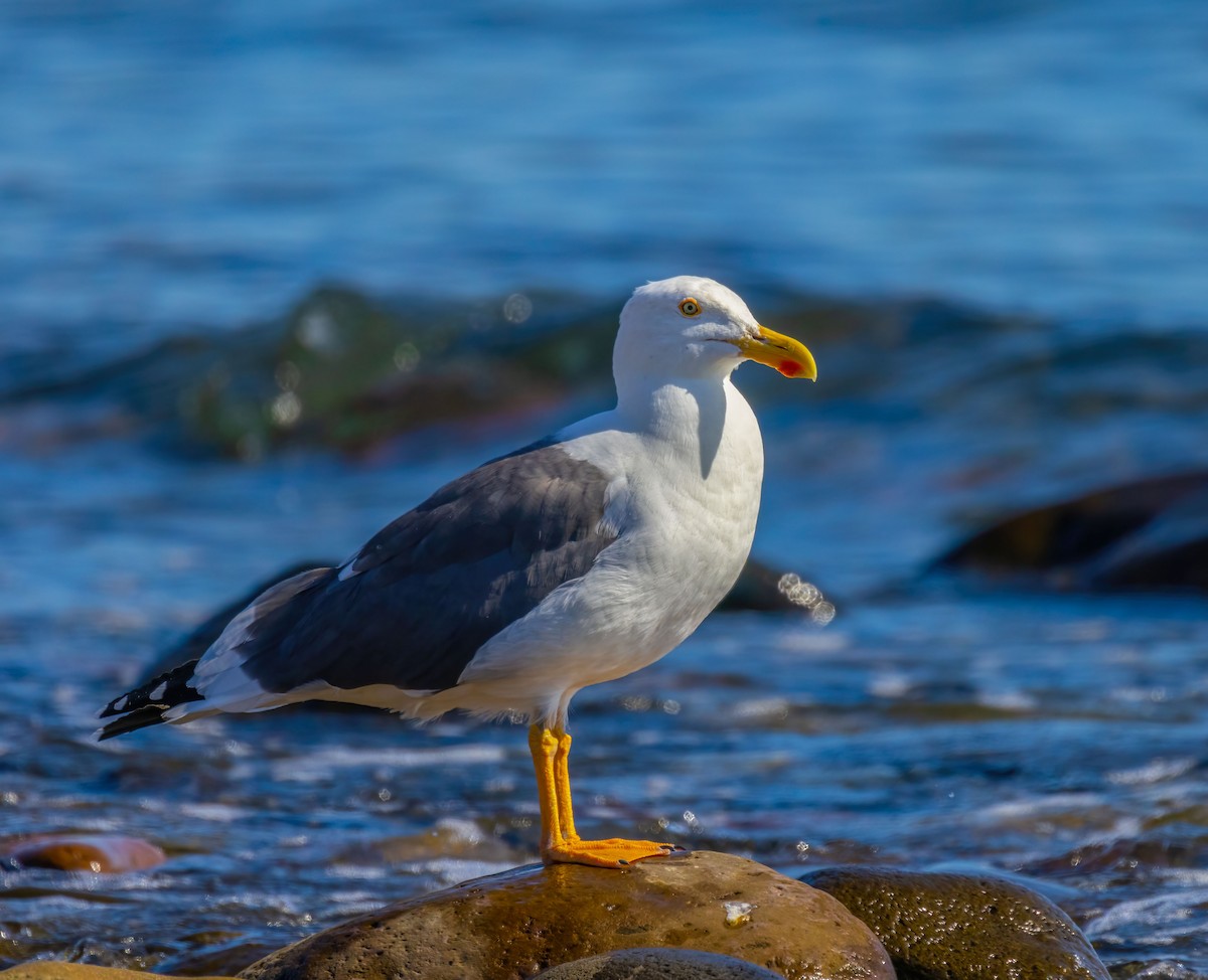 Yellow-footed Gull - ML374471961