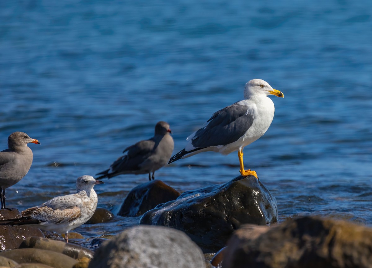 Yellow-footed Gull - ML374472101