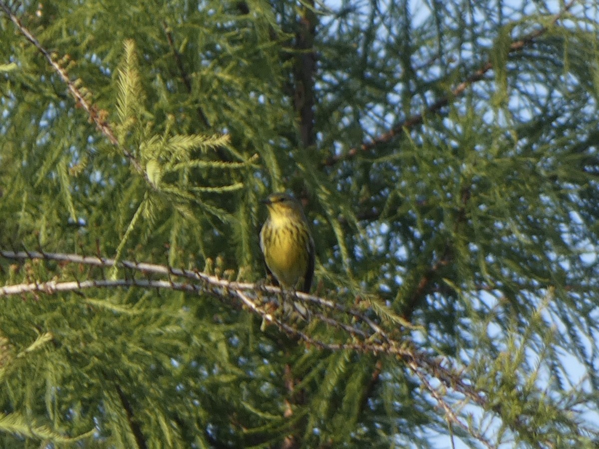 Cape May Warbler - ML374474851