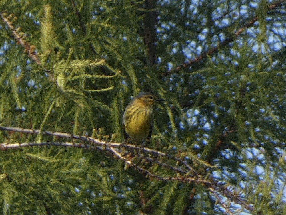Cape May Warbler - ML374474871