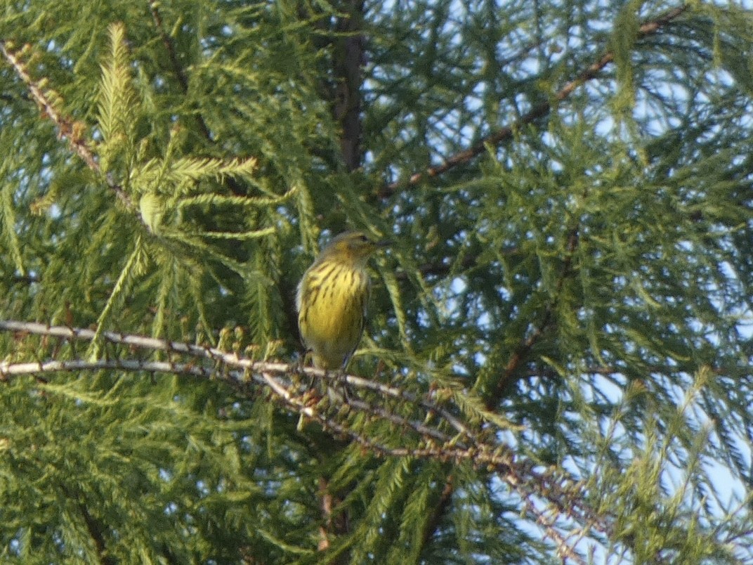 Cape May Warbler - ML374474891