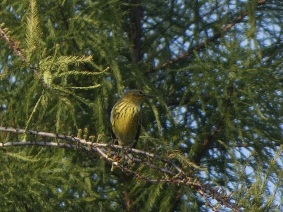 Cape May Warbler - ML374474981