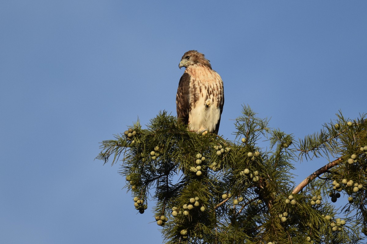 Red-tailed Hawk (borealis) - ML374478691