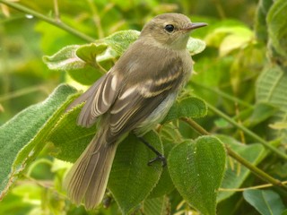  - Cocos Tyrannulet