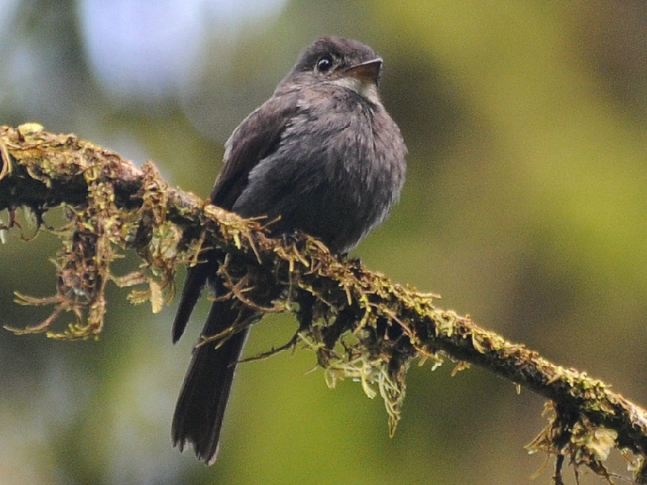 White-throated Pewee - Thierry NOGARO