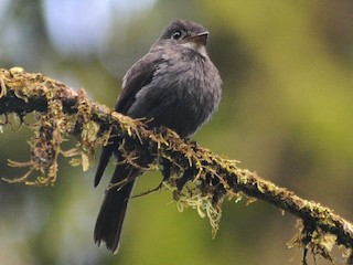  - White-throated Pewee