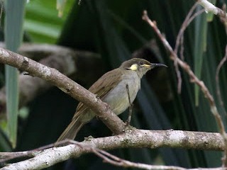  - Mottled Honeyeater