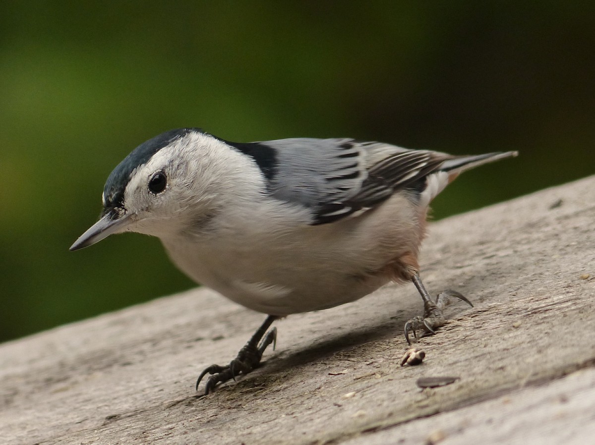 White-breasted Nuthatch - ML37448641